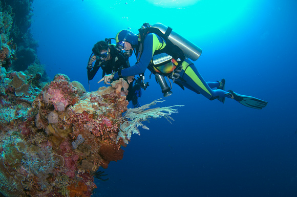 Wakatobi Private Dive Guide Experience