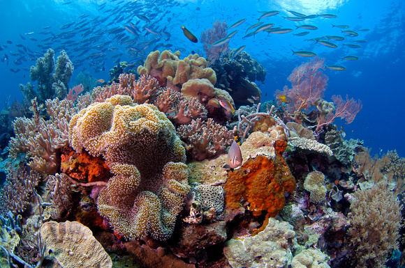 Wakatobi Reef scenic
