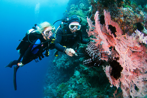 Private Dive Guide shows diver a tiny creature on a seafan