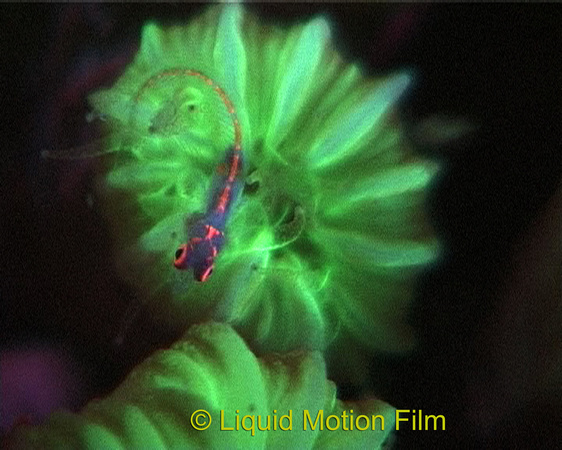 Fluorescent Goby
