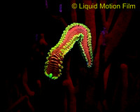 Fluorescent Fireworm