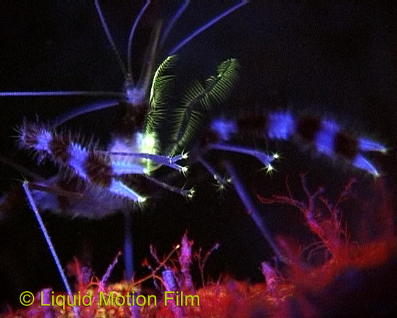 Fluorescent Shrimp