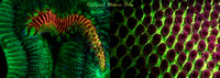 Fluorescent marine life collage