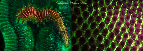 Fluorescent marine life collage