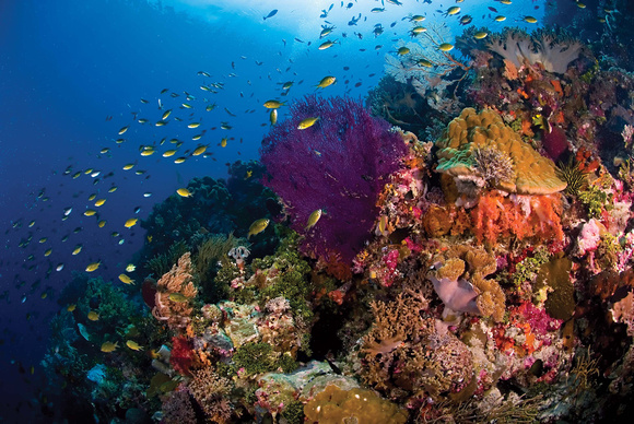 Wakatobi Reef Scenic