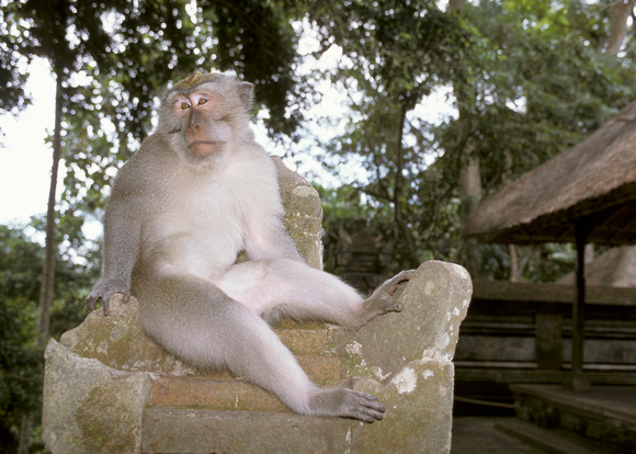 Monkey at Monkey Forest, Ubud, Bali