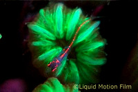 Fluorescent Goby