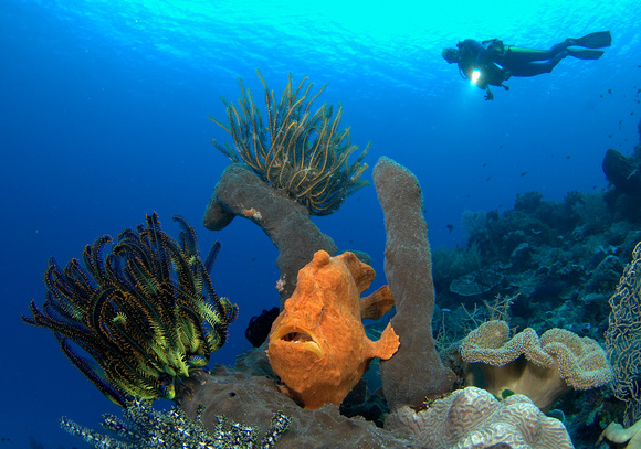 Spotting a Frogfish on the reef