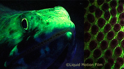 Fluorescent Lizardfish