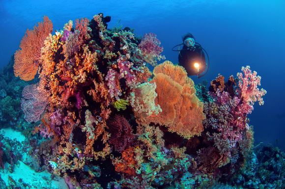 Brilliant-soft-coral-head-Pelagian-dive