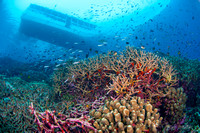 UNDERWATER: Reef scenics