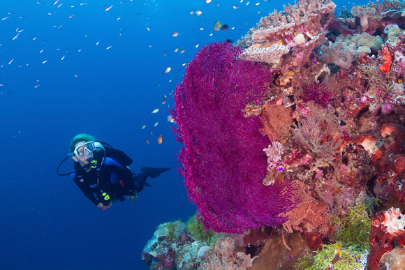 Diver-and-seafan-at-Blade-Wakatobi