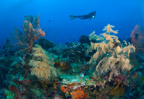 Diving the reefs at Wakatobi