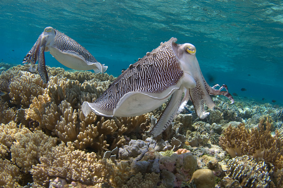 Cuttlefish on Wakatobi reef
