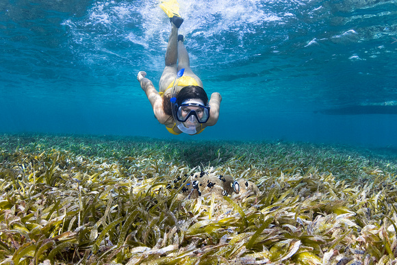 Snorkeling over the sea grass