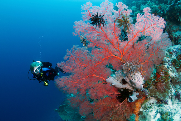 Diver with large sea fan covered with crinoids - Wakatobi Lorenz's Delight