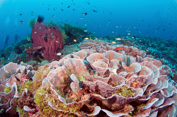 Divers-at-Roma-Wakatobi-Resort