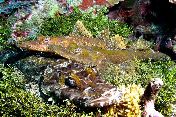 Crocadile Flathead Fish (Cymbaccephalus beaufoti)