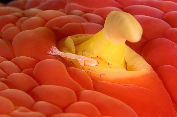 Shrimp on Anemone