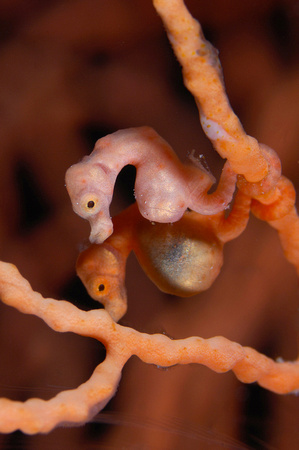 Pregnant male Pygmy Seahorse