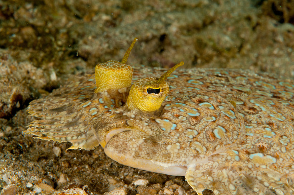 Flounder hides on the bottom