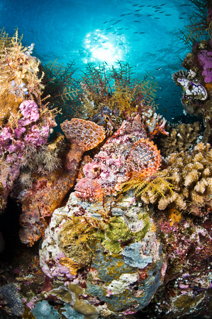 Scorpionfish on the reef