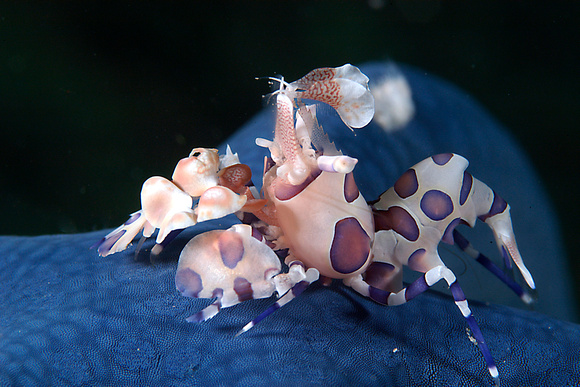 Harlequin Shrimp