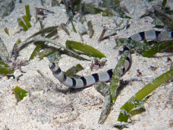 Eel in seagrass