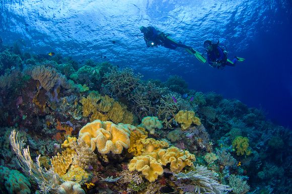 Diving the reefs at Wakatobi