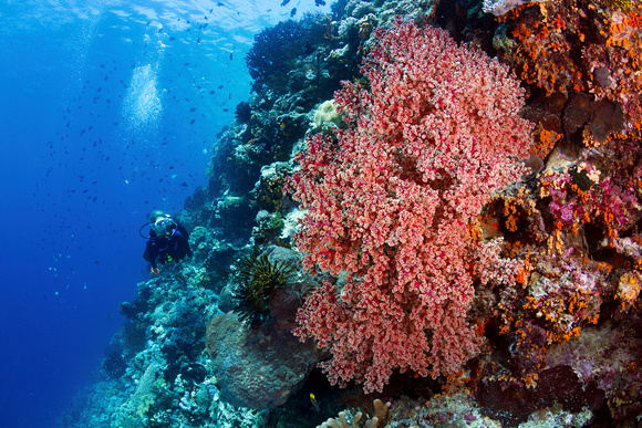 Drift-along-the-wall-at-Turkey-Beach-Wakatobi