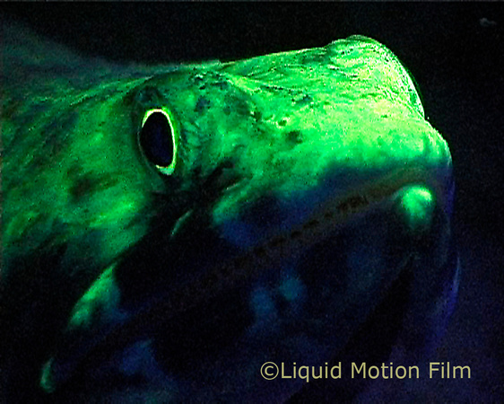 Fluorescent Lizardfish