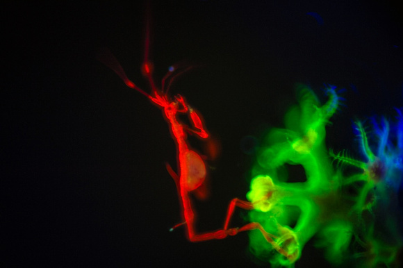Skeleton shrimp fluorescing
