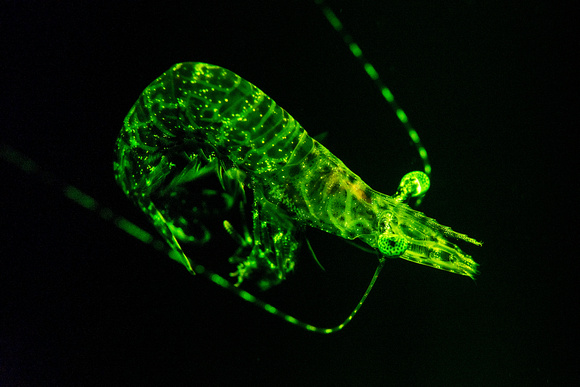 Shrimp fluorescing