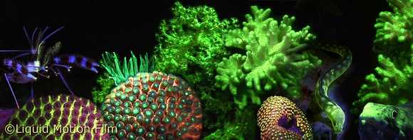 Fluorescent Marine Life Collage