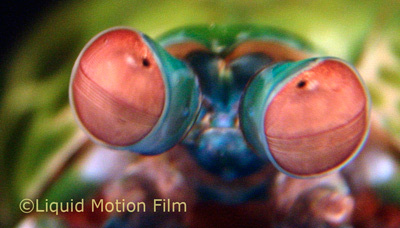 Fluorescent Mantis Shrimp